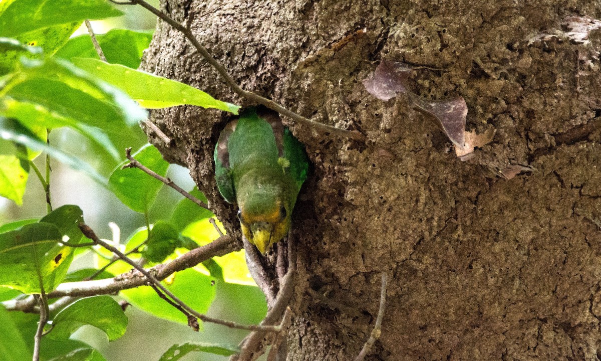 Golden-tailed Parrotlet - ML620682171
