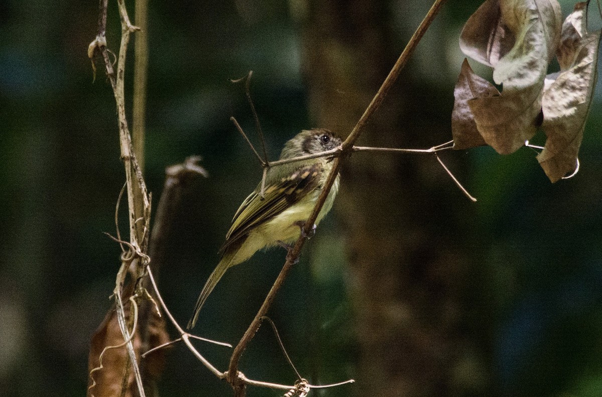 Sepia-capped Flycatcher - ML620682185