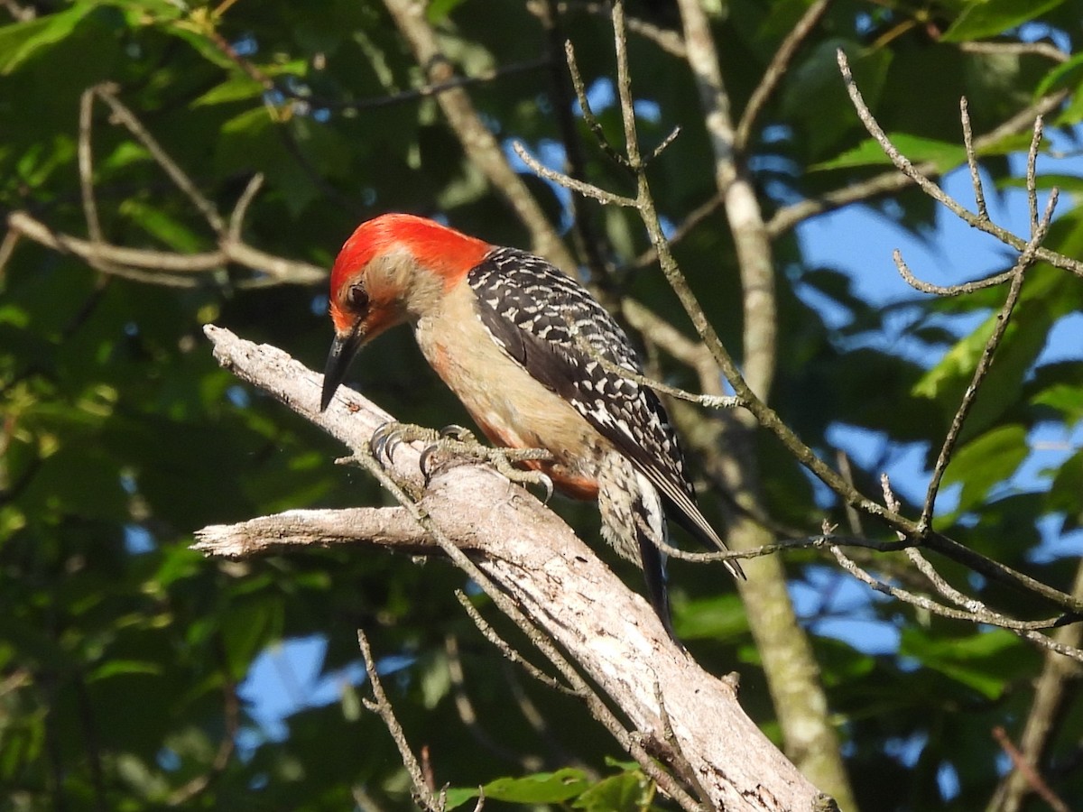 Red-bellied Woodpecker - ML620682189