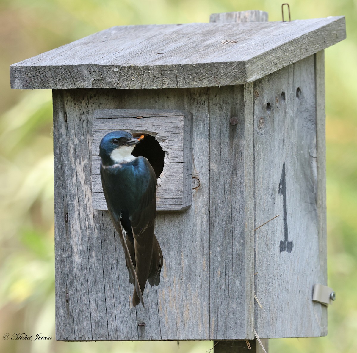 Tree Swallow - ML620682196