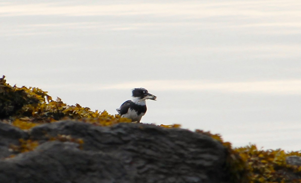 Belted Kingfisher - ML620682202