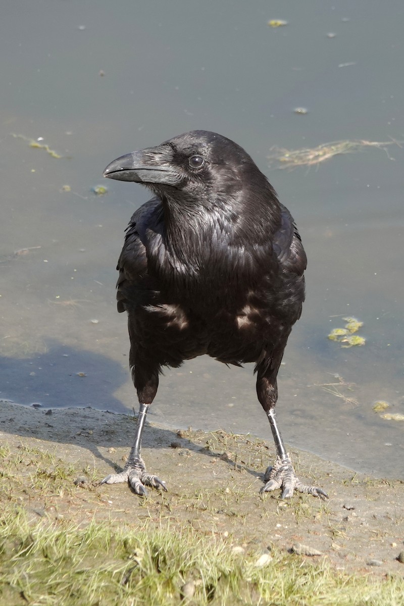 Common Raven - ML620682204