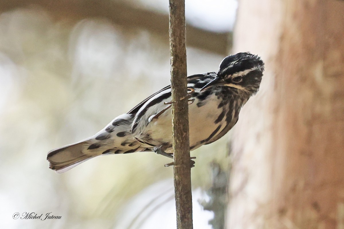 Black-and-white Warbler - ML620682209