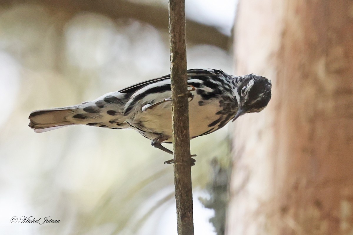 Black-and-white Warbler - ML620682210