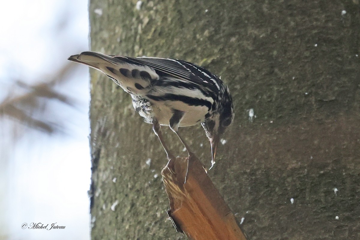 Black-and-white Warbler - ML620682211