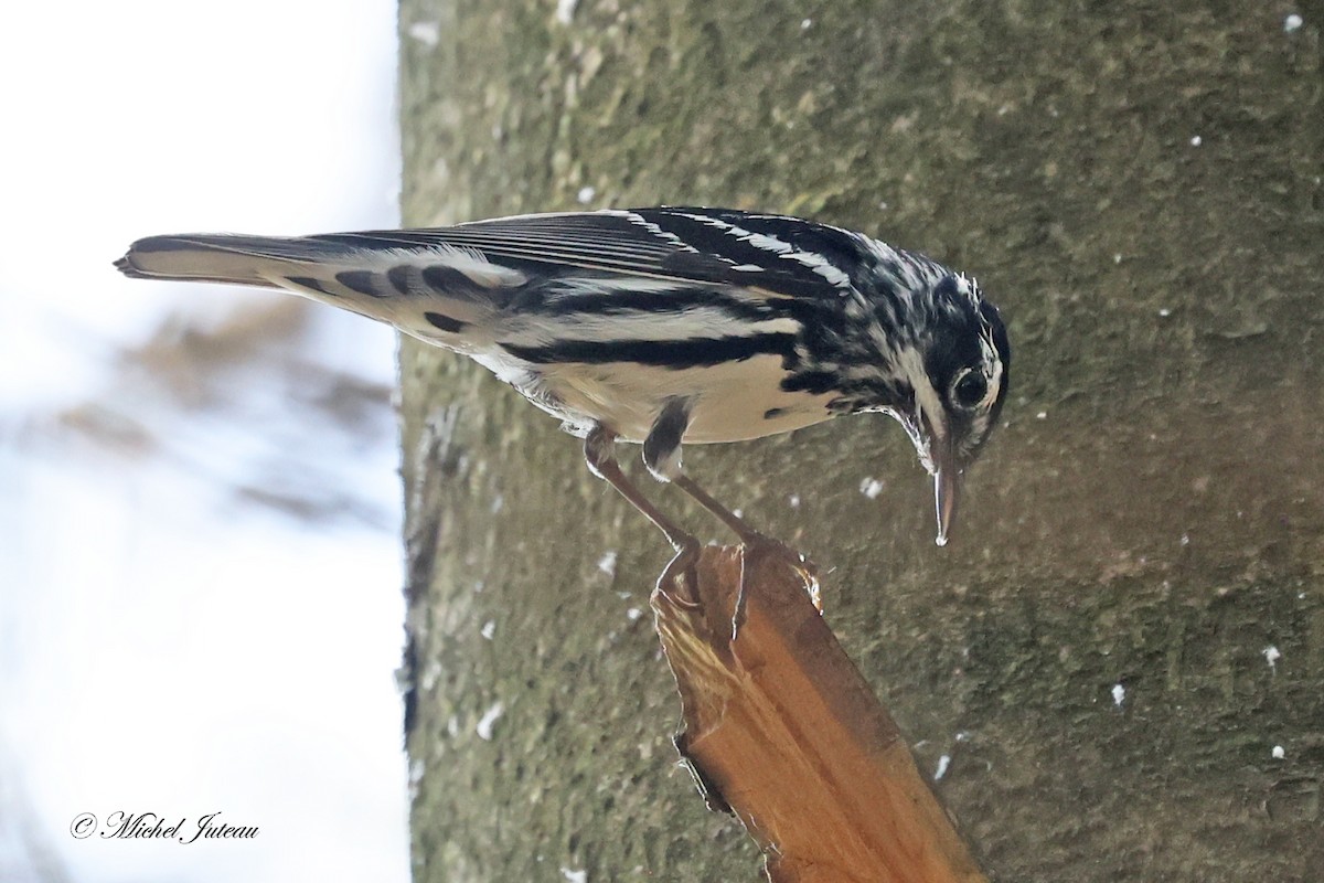 Black-and-white Warbler - ML620682212