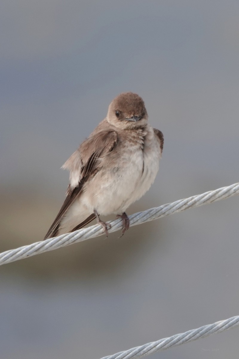 Northern Rough-winged Swallow - ML620682213