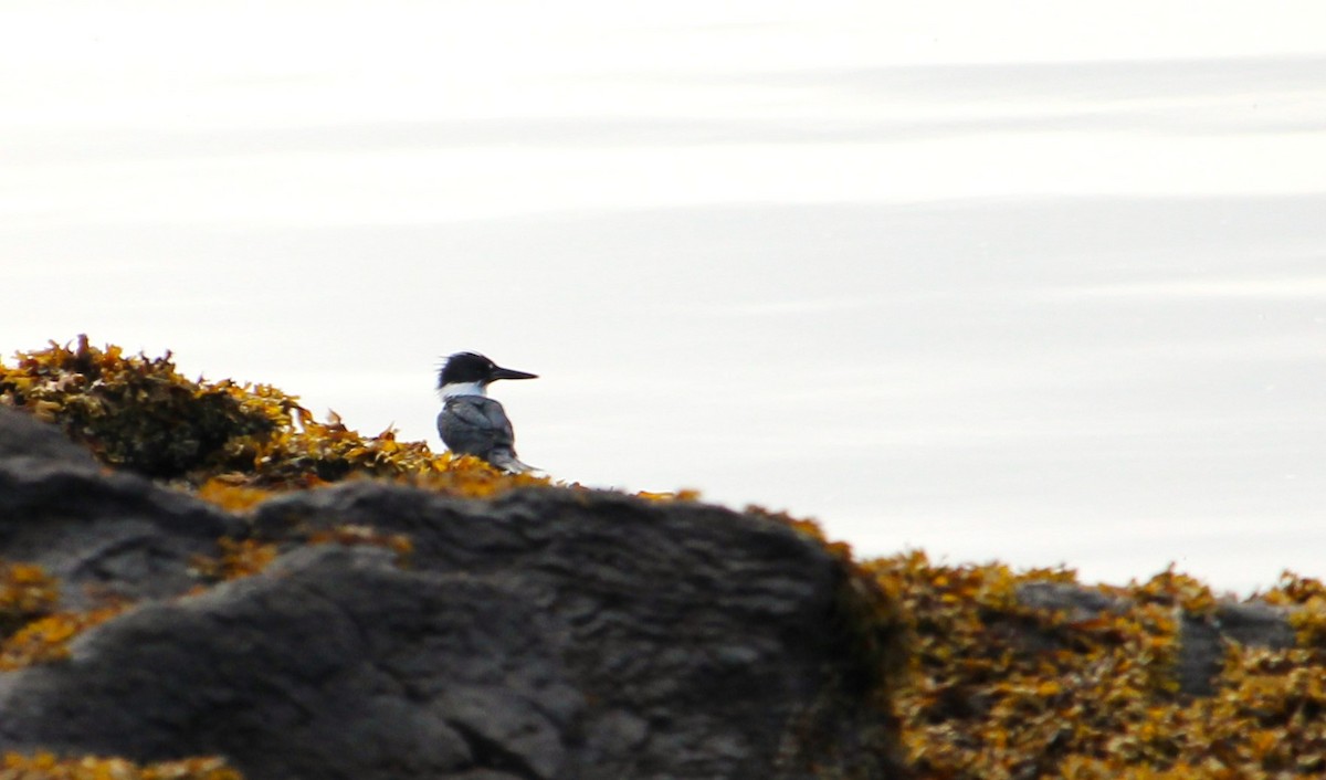 Belted Kingfisher - ML620682216