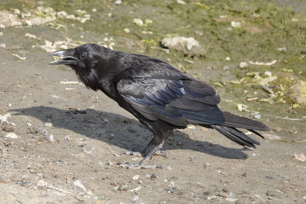 Common Raven - ML620682217