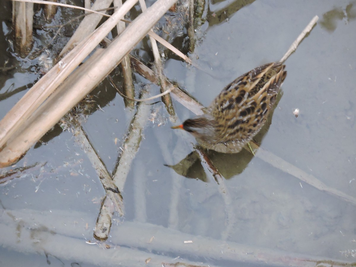 Spotted Crake - ML620682222