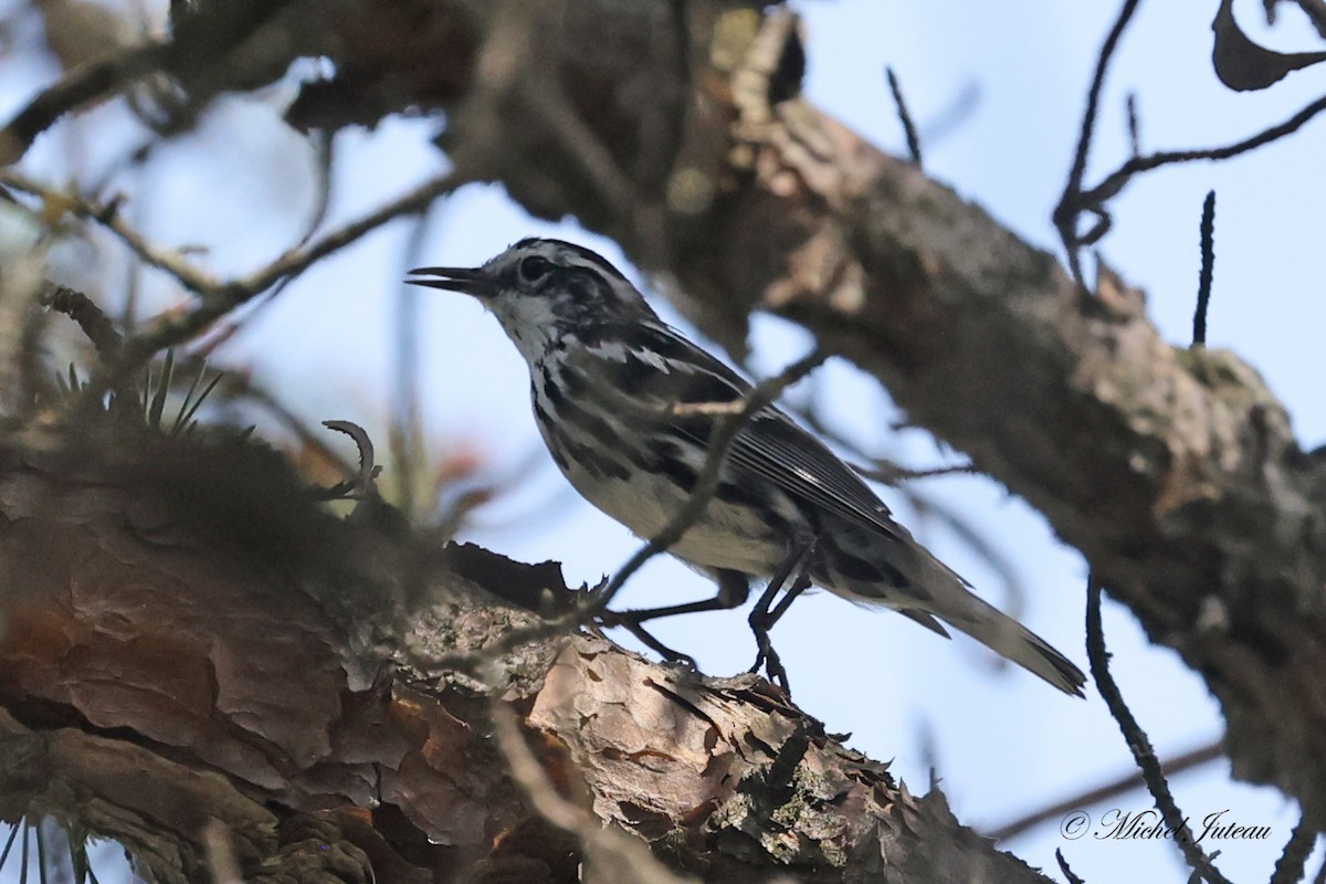 Black-and-white Warbler - ML620682231