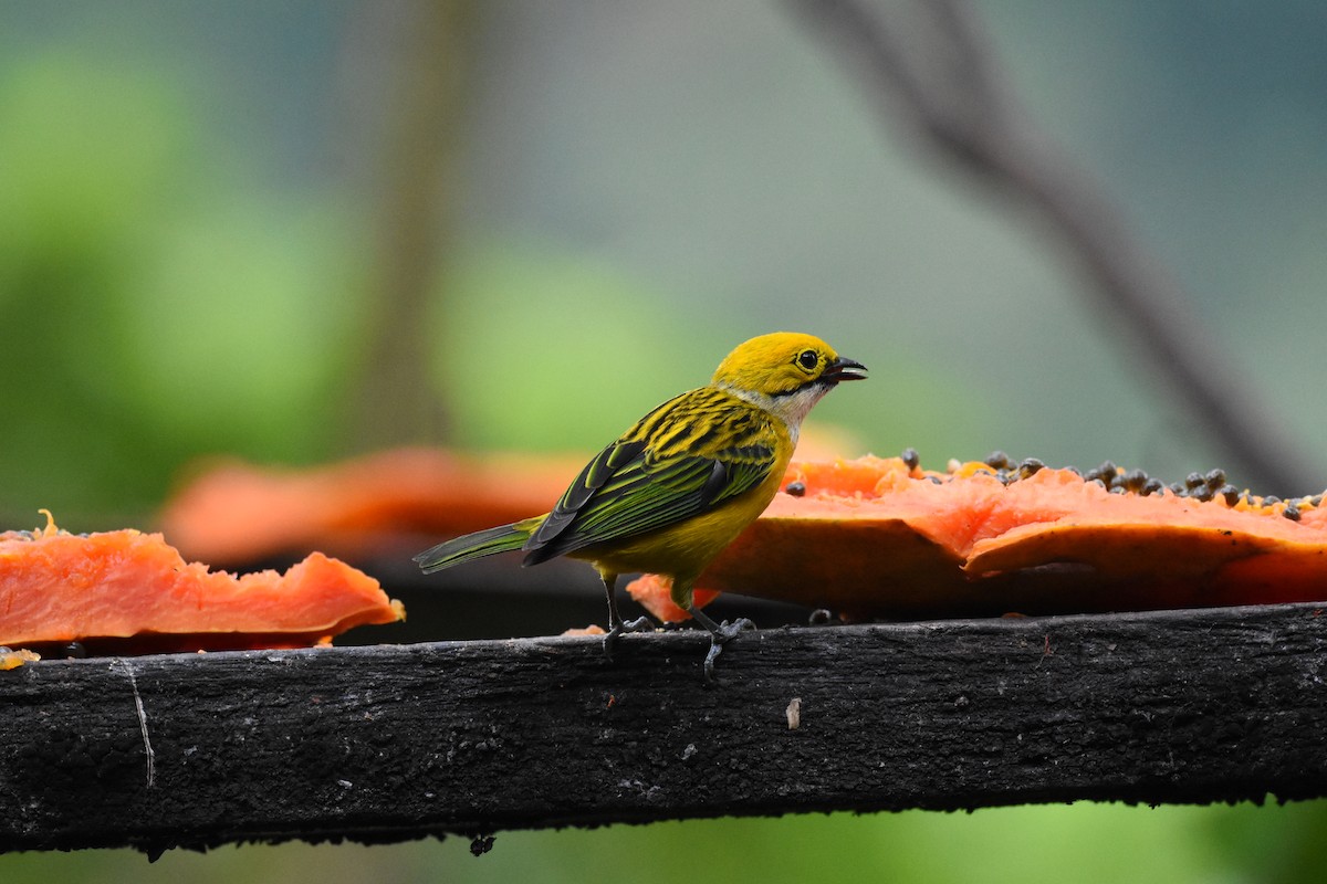 Silver-throated Tanager - ML620682236