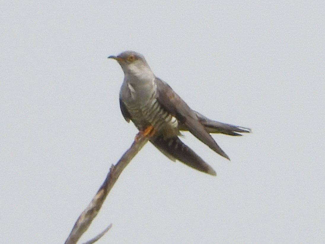 Common Cuckoo - ML620682237