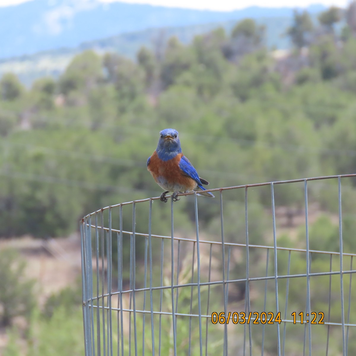 eBird Checklist 3 Jun 2024 Ridgway SPVisitor Center & campgrounds