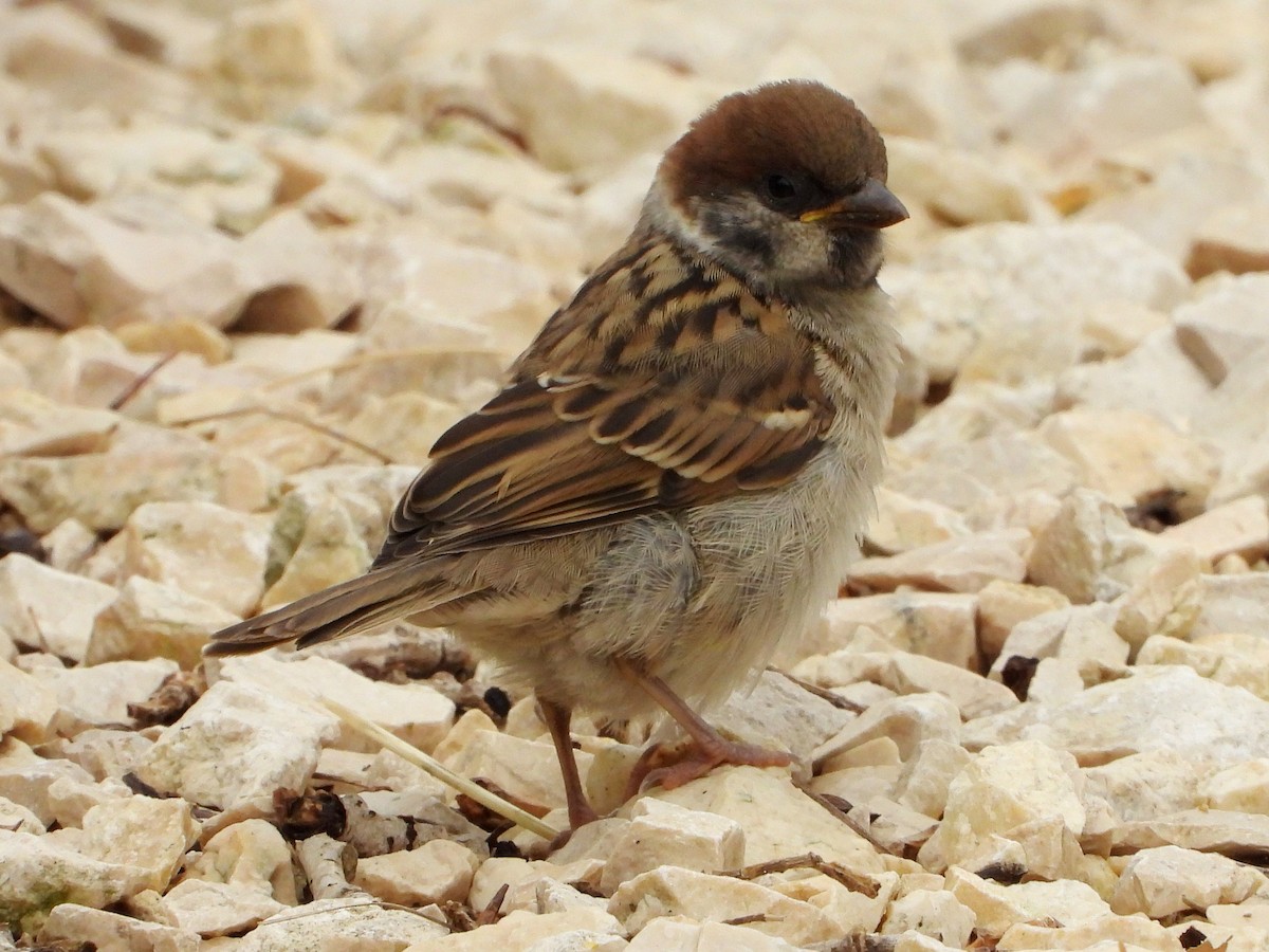 Eurasian Tree Sparrow - ML620682243