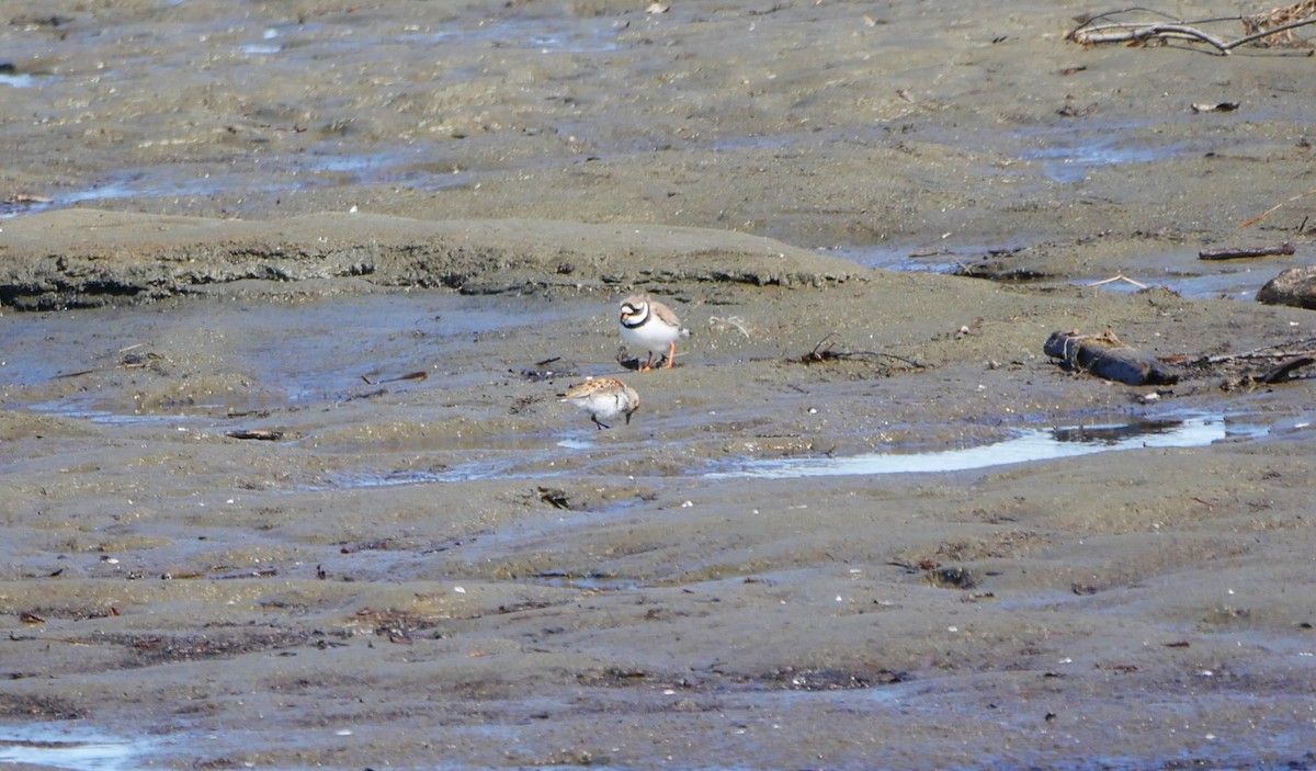 Common Ringed Plover - ML620682255