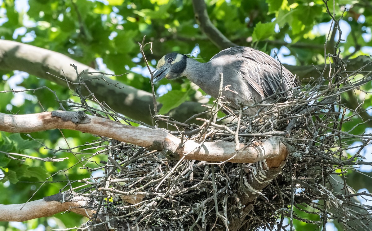 Yellow-crowned Night Heron - ML620682256