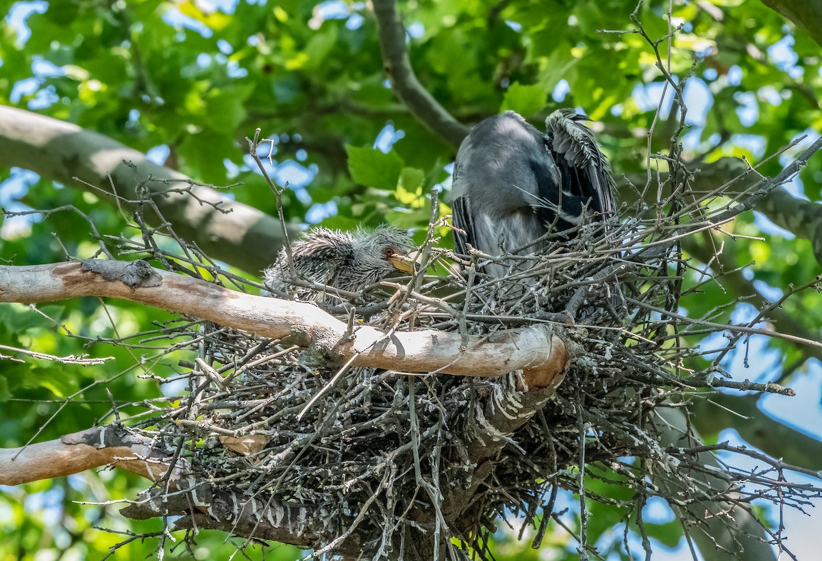 Yellow-crowned Night Heron - ML620682257