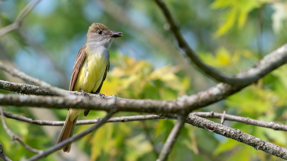 Great Crested Flycatcher - ML620682264