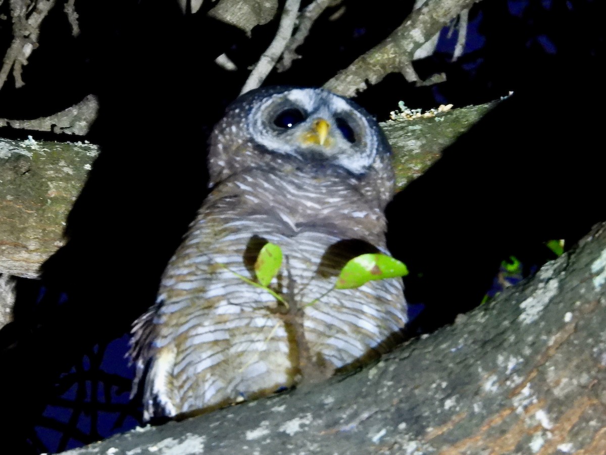 African Wood-Owl - ML620682273