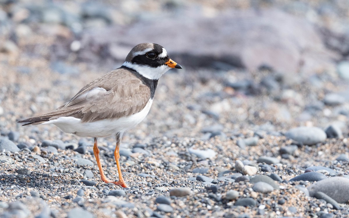 Common Ringed Plover - ML620682275