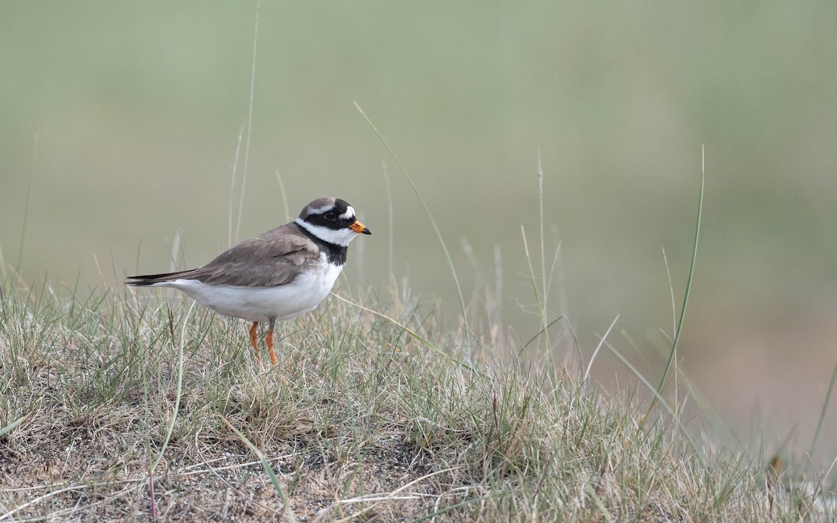 Common Ringed Plover - ML620682276