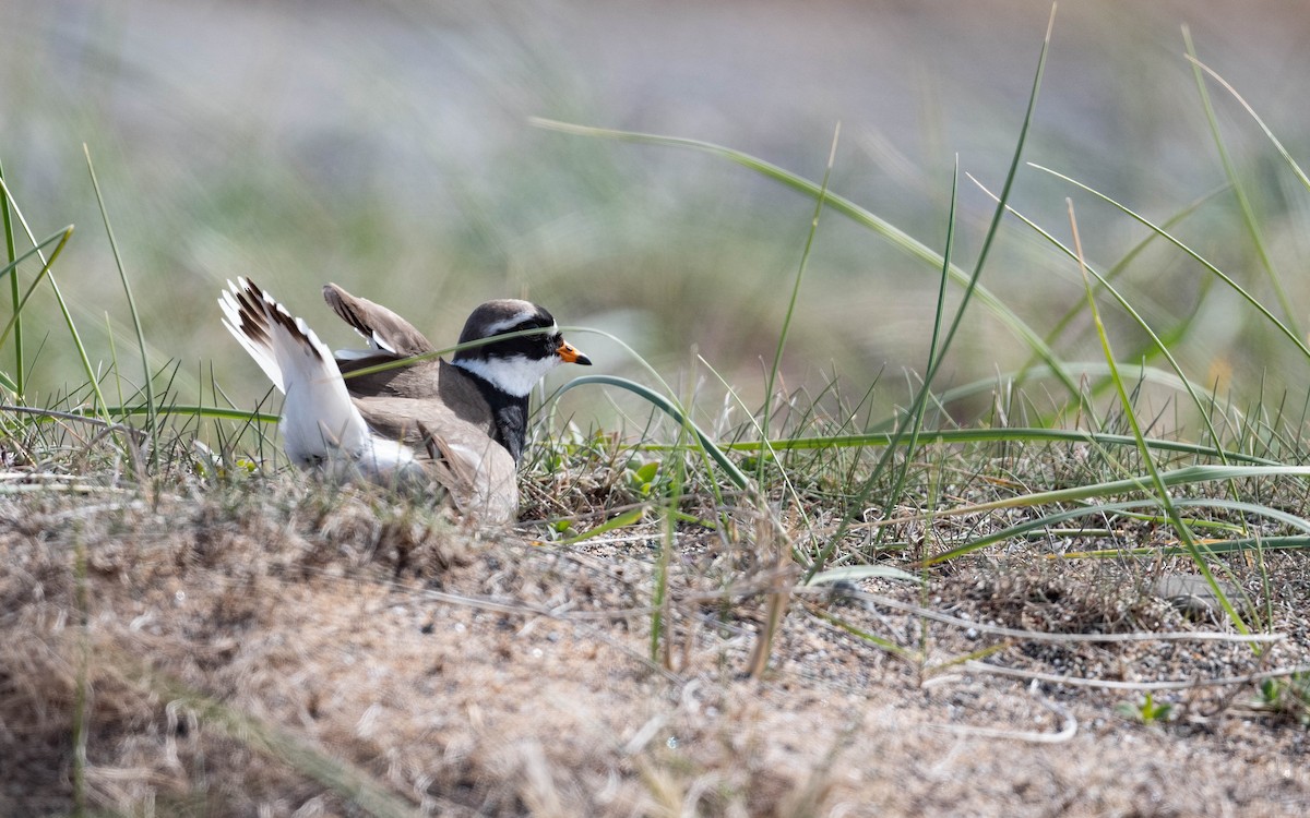 Common Ringed Plover - ML620682277