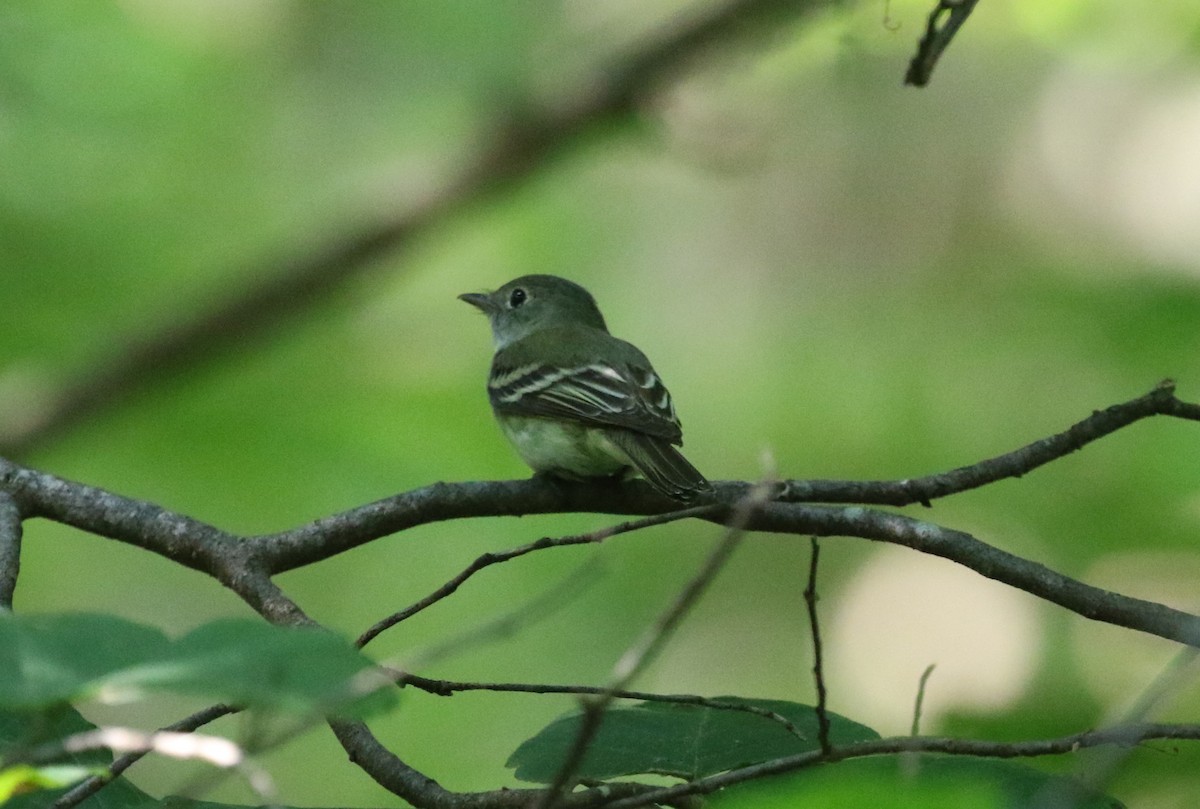 Acadian Flycatcher - James (Jim) Holmes