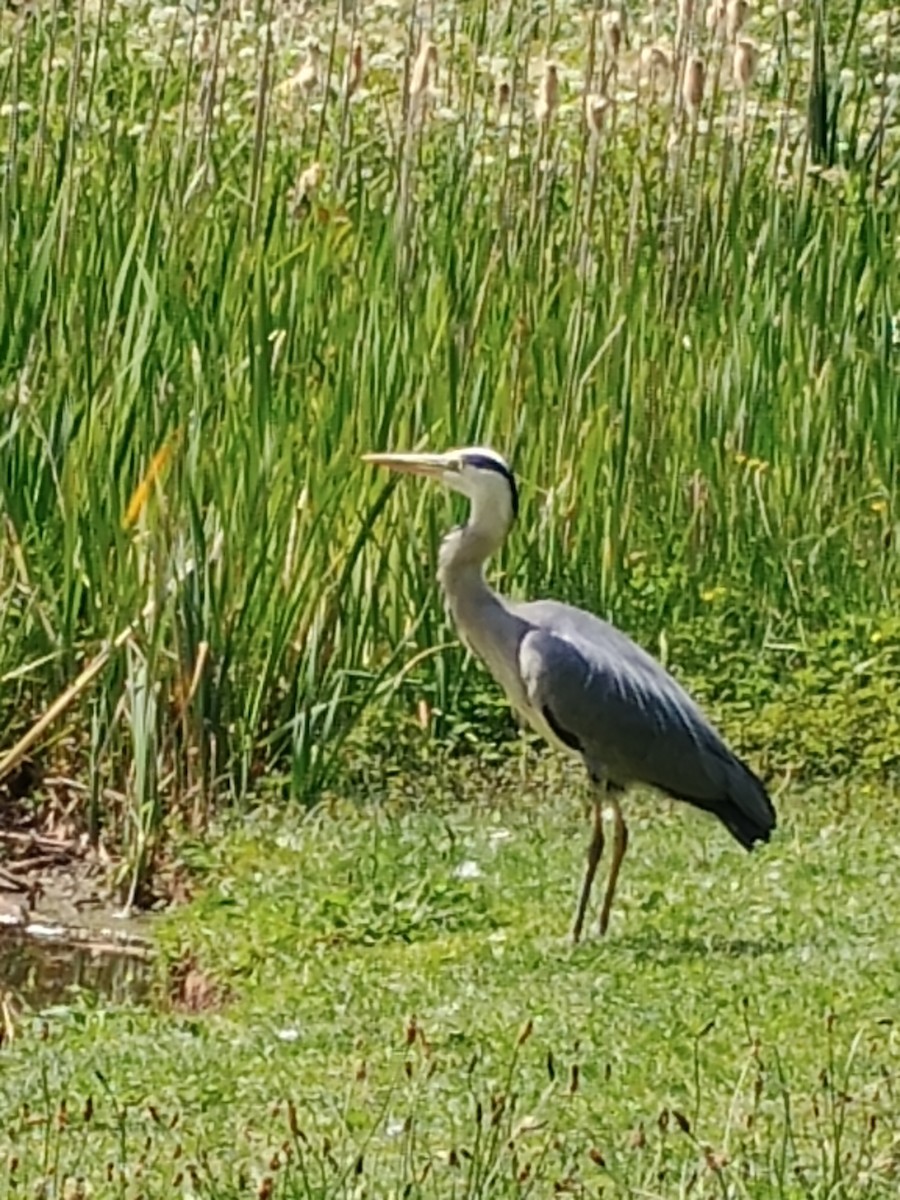 Gray Heron - ML620682284