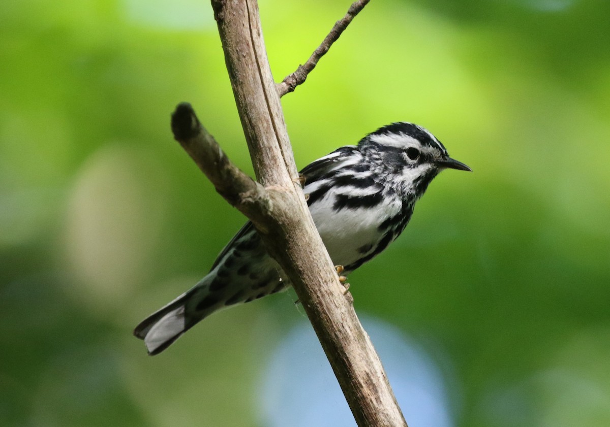 Black-and-white Warbler - ML620682287