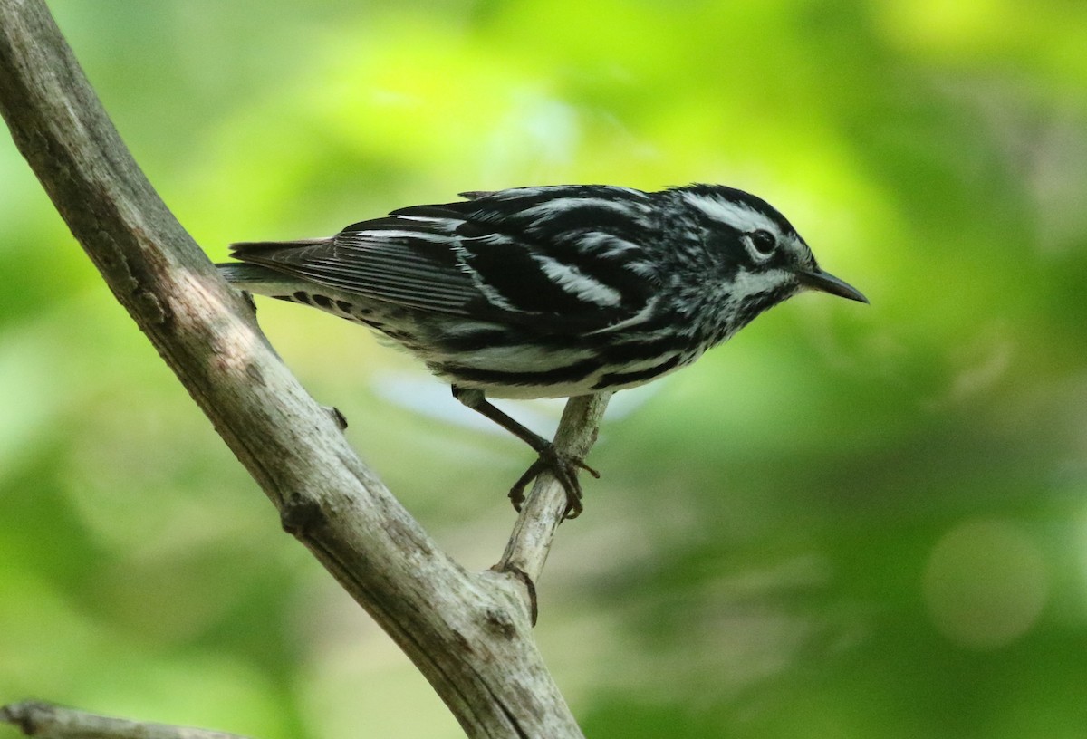 Black-and-white Warbler - ML620682291
