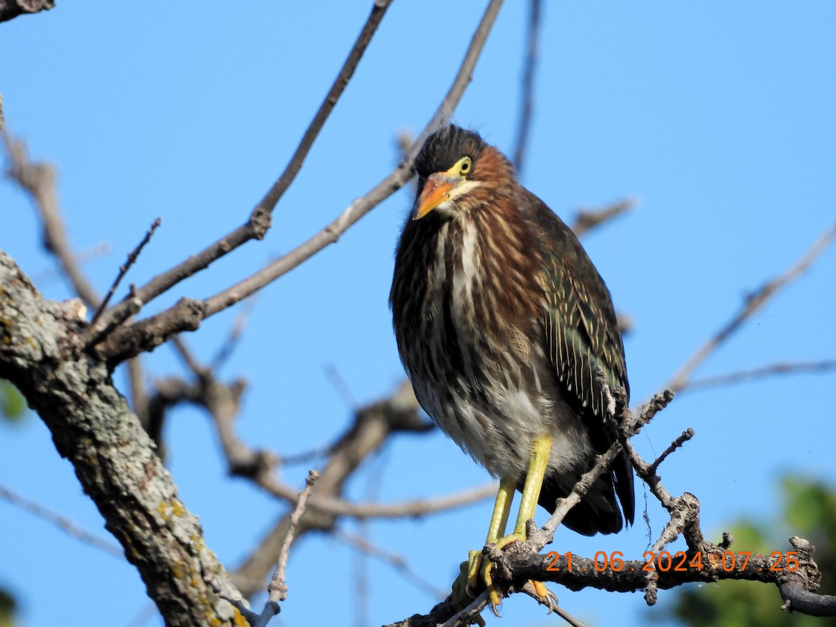 Green Heron - Robert Neill