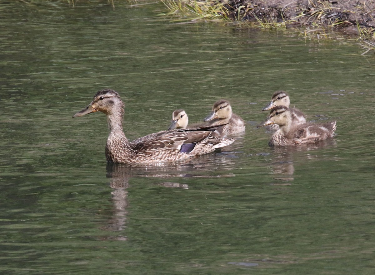 Canard colvert - ML620682299