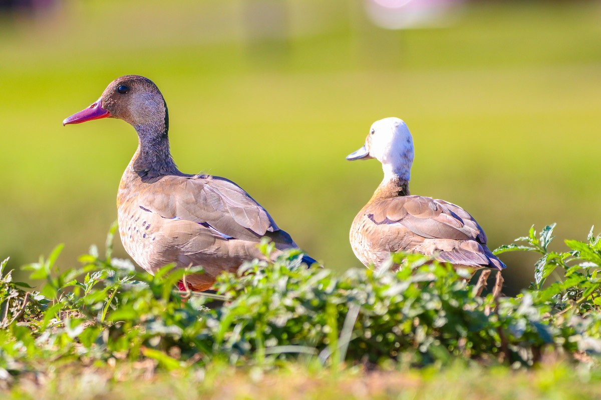 Canard amazonette - ML620682326