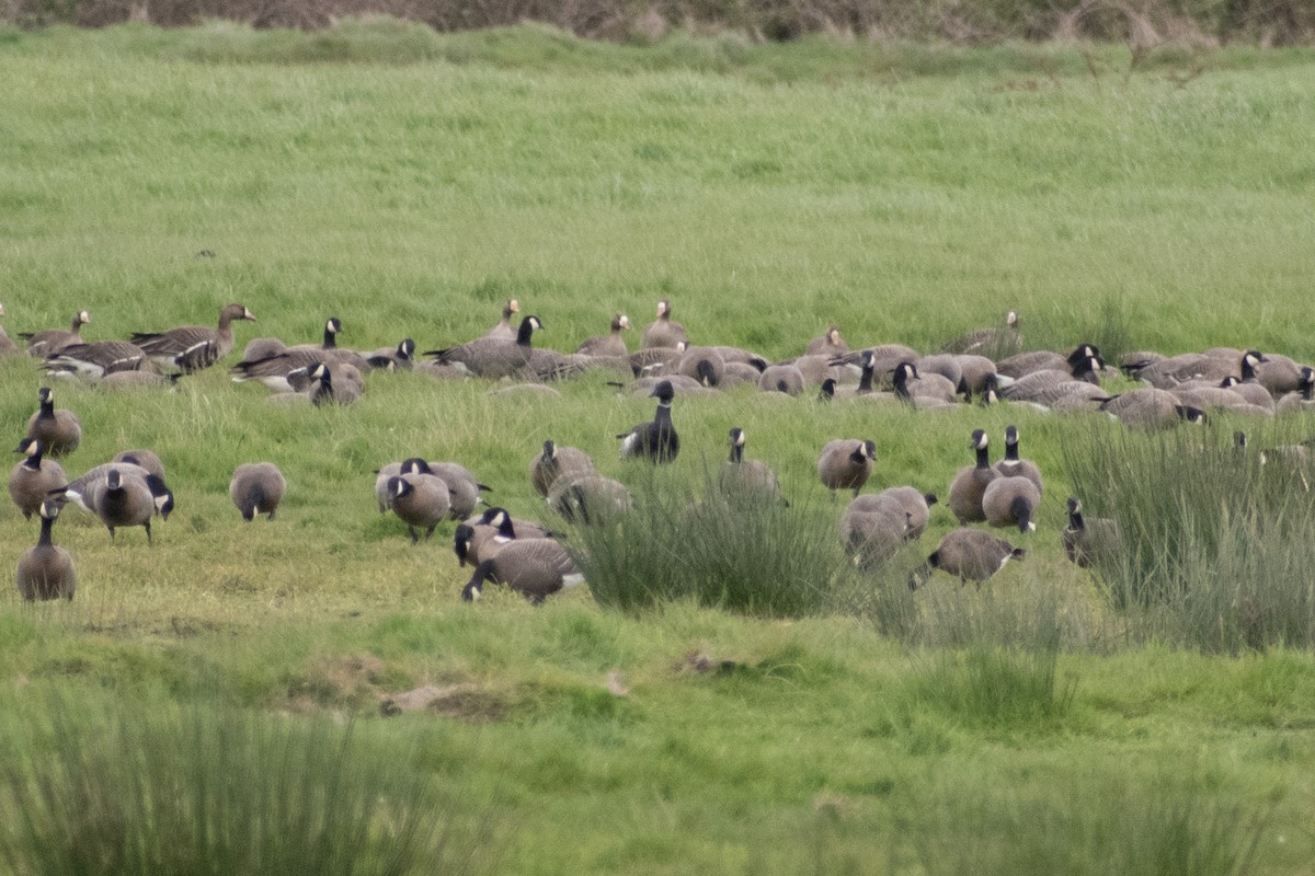 Казарка чорна (підвид nigricans) - ML620682332