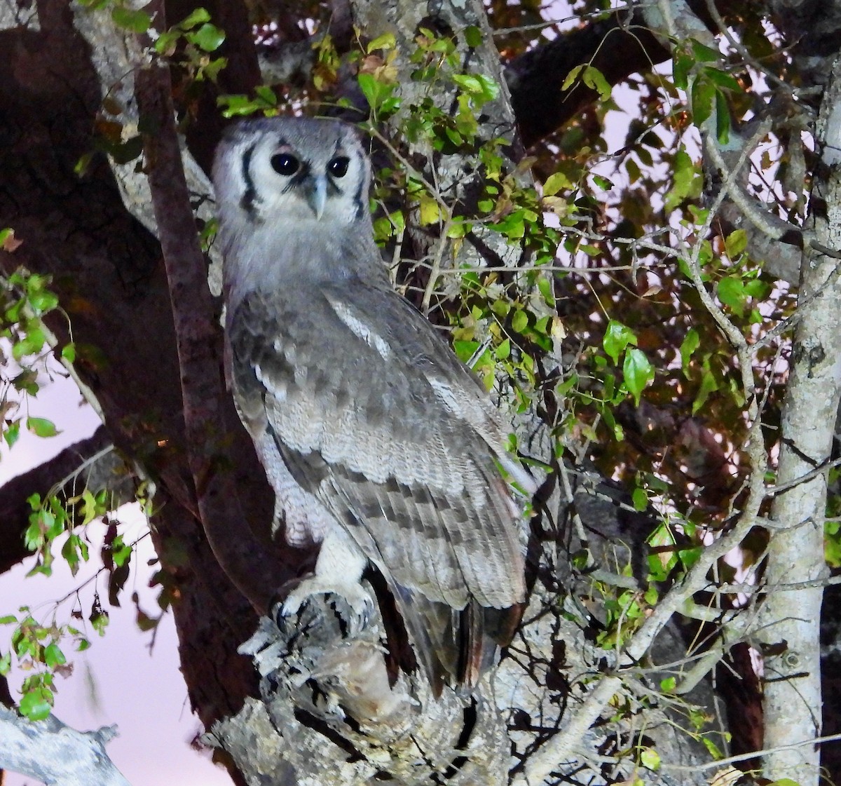 Verreaux's Eagle-Owl - ML620682334
