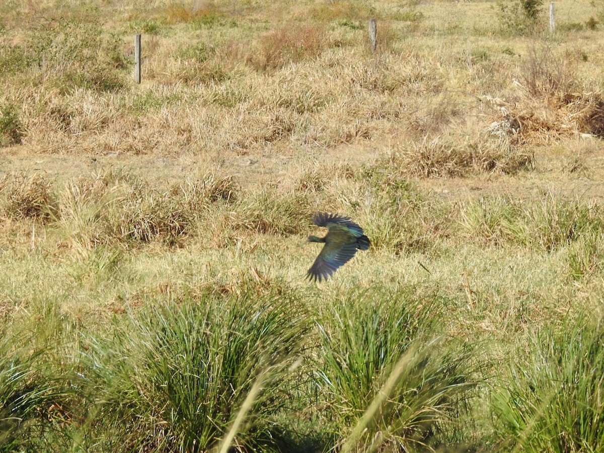 Green Ibis - ML620682338