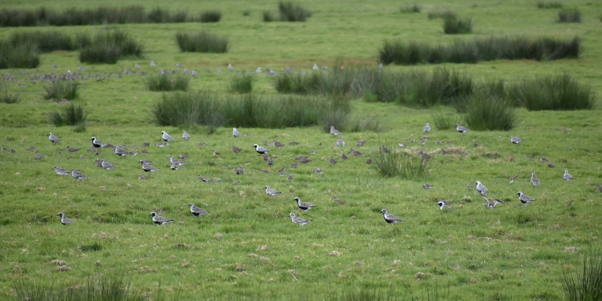 Black-bellied Plover - ML620682339