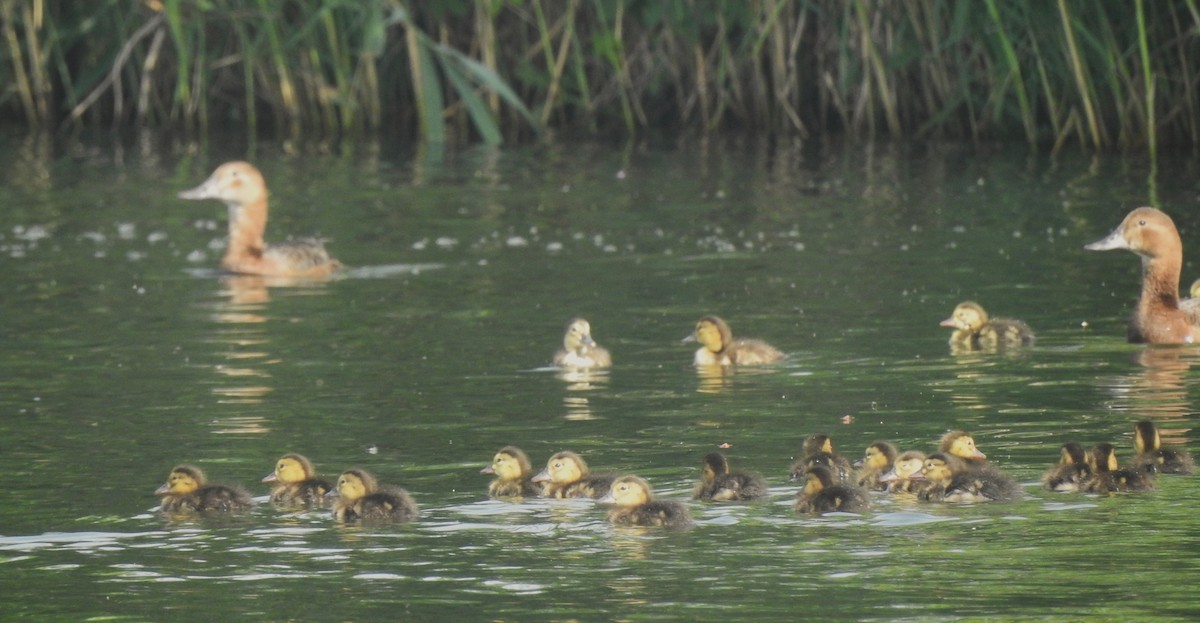 Common Pochard - ML620682345