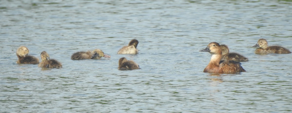 Common Pochard - ML620682349