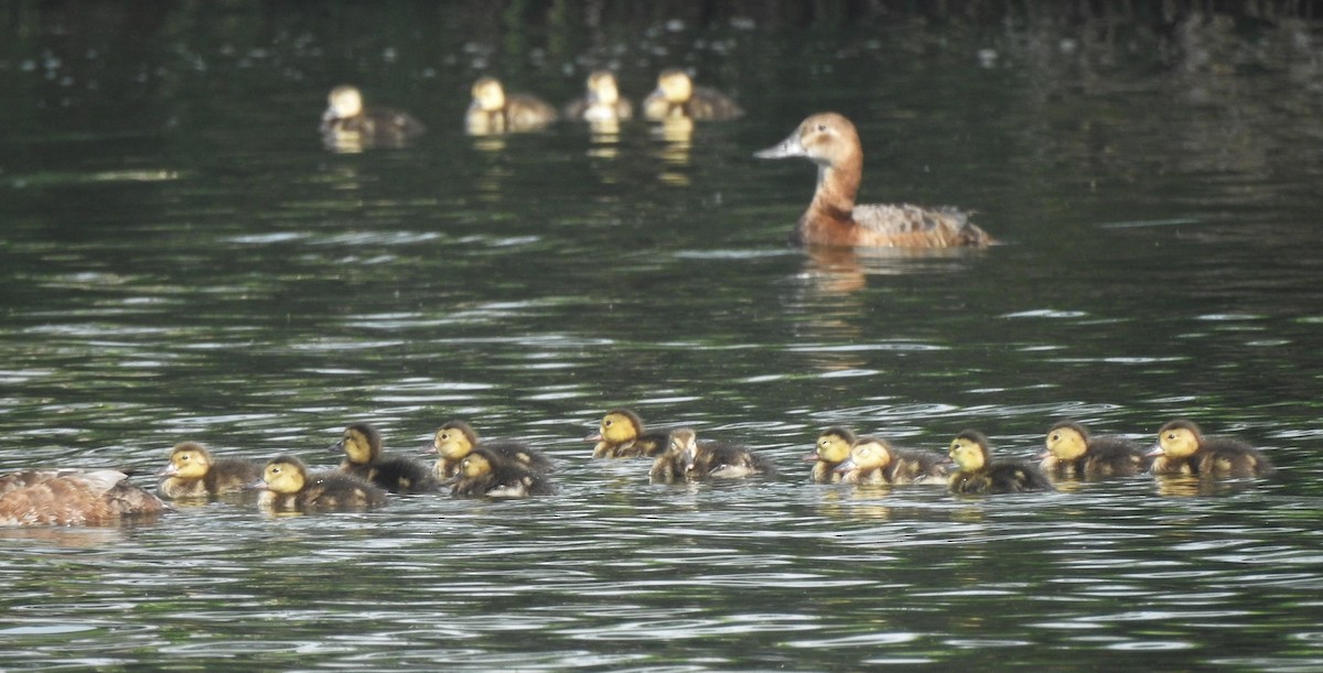 Common Pochard - ML620682350