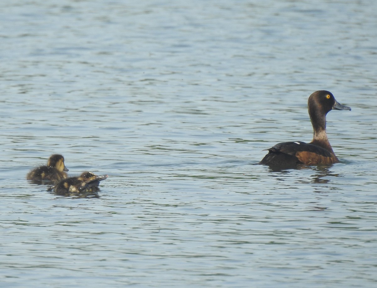 Tufted Duck - ML620682353