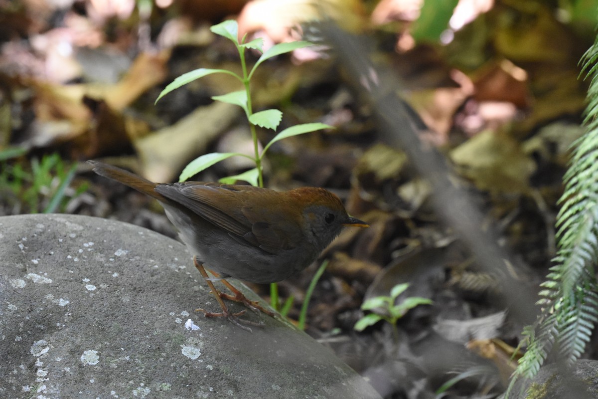 Ruddy-capped Nightingale-Thrush - ML620682357