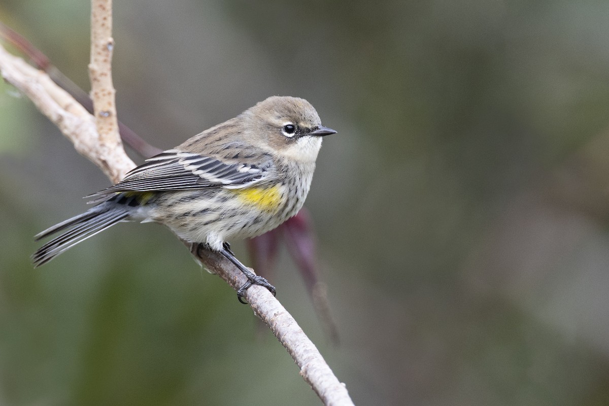 Yellow-rumped Warbler (Myrtle) - ML620682361