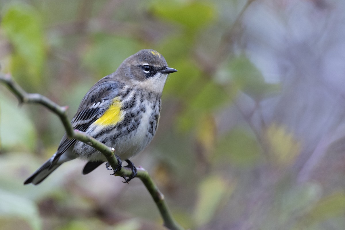 Yellow-rumped Warbler (Myrtle) - Michael Stubblefield