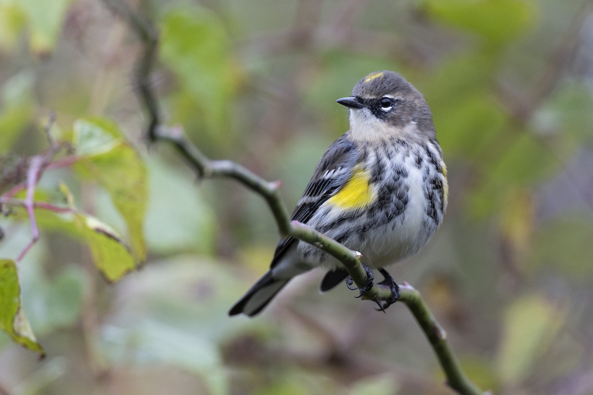 Yellow-rumped Warbler (Myrtle) - Michael Stubblefield