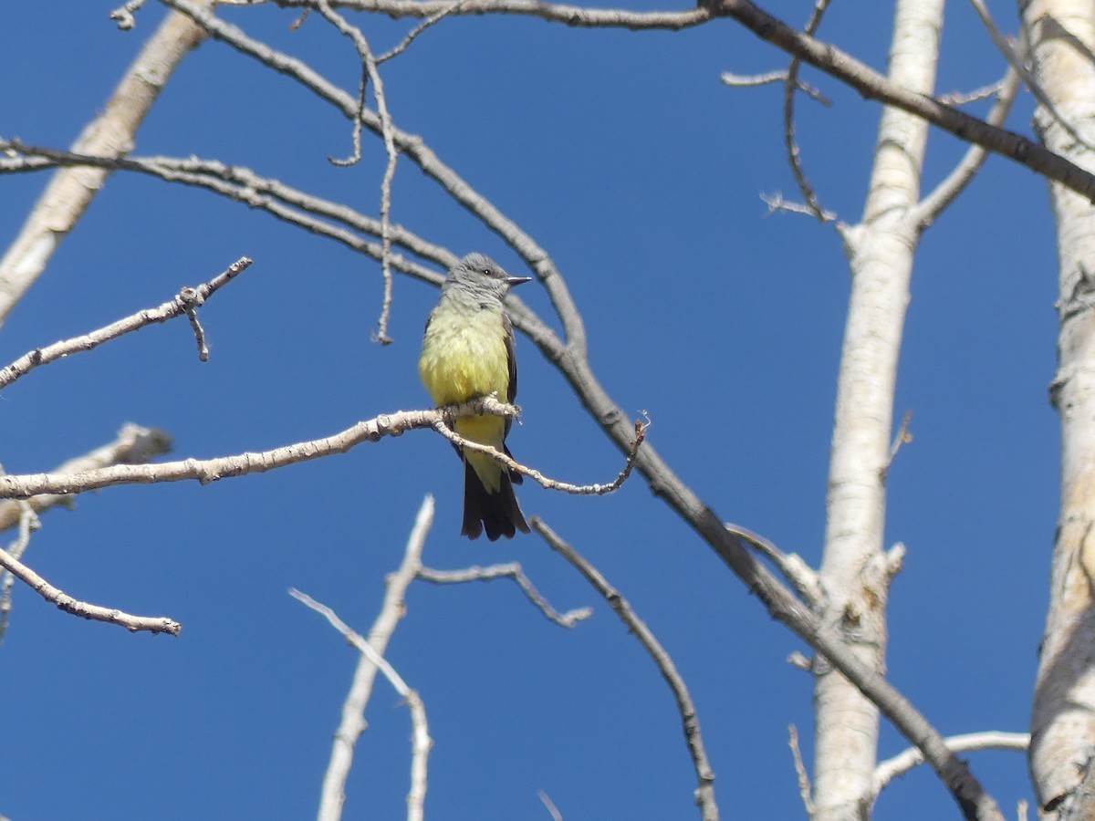 Western Kingbird - ML620682365