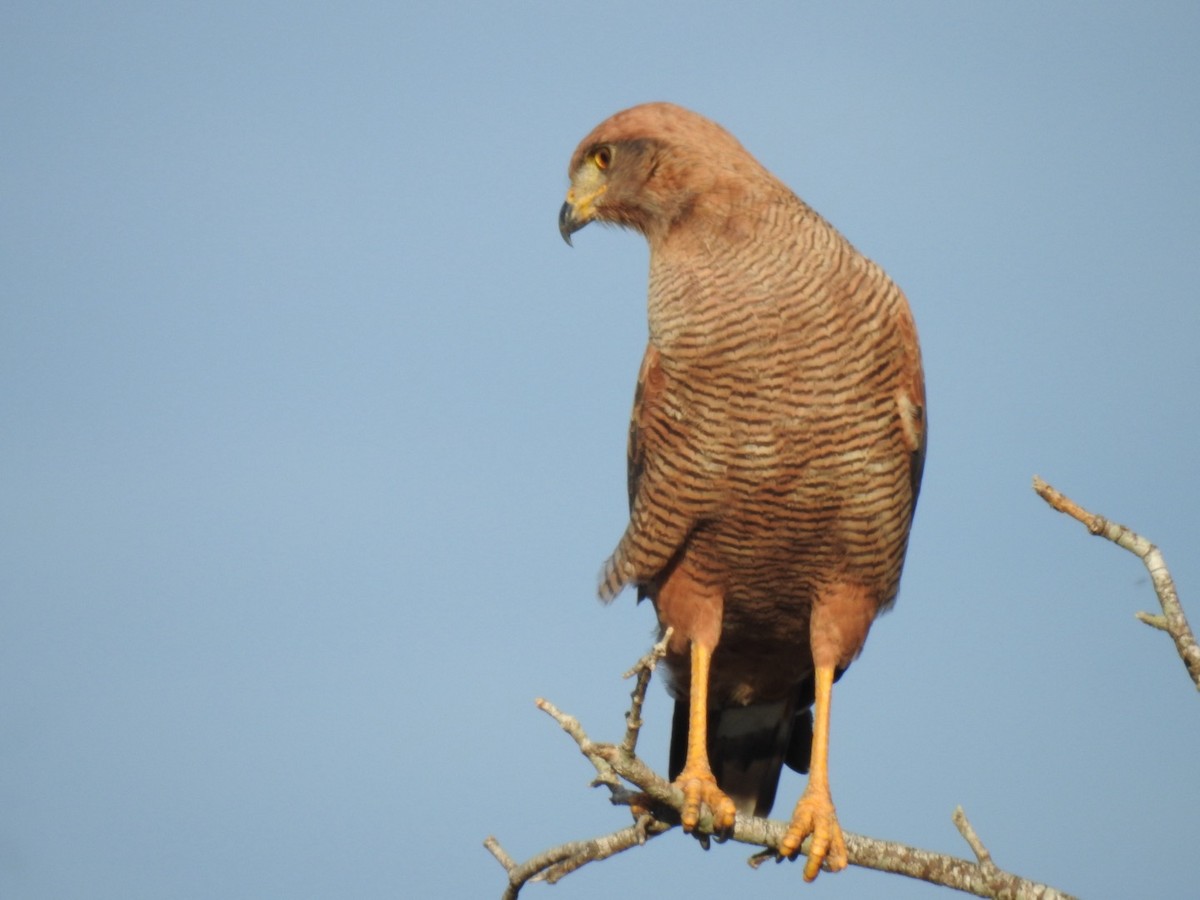 Roadside Hawk - ML620682368