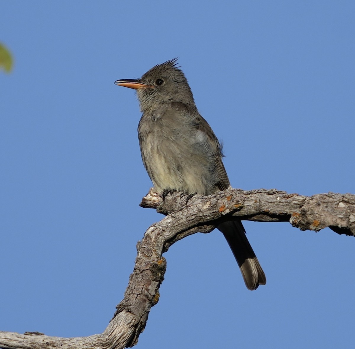Greater Pewee - ML620682369