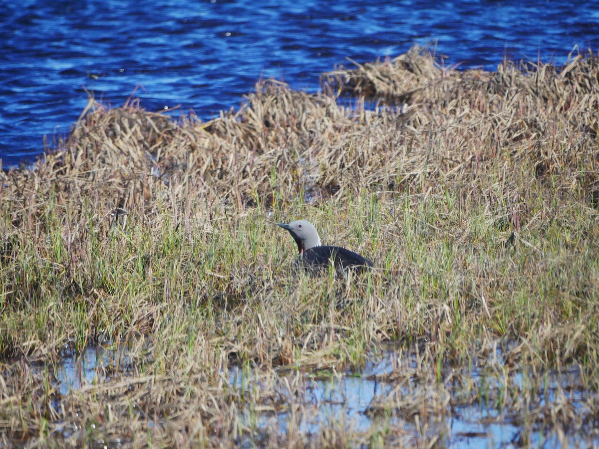 Red-throated Loon - ML620682370